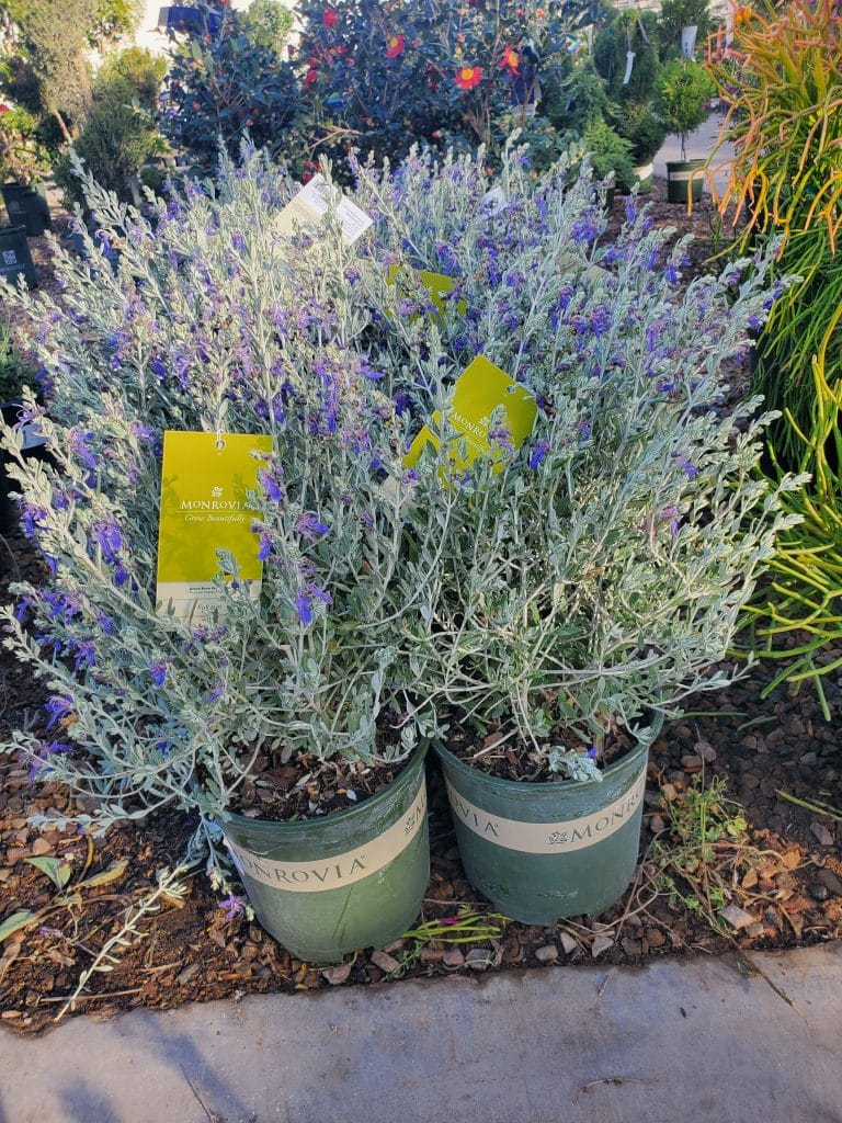 AZUREA BUSH GERMANDER (Teucrium fruticans 'Azurea') Treeland Nurseries